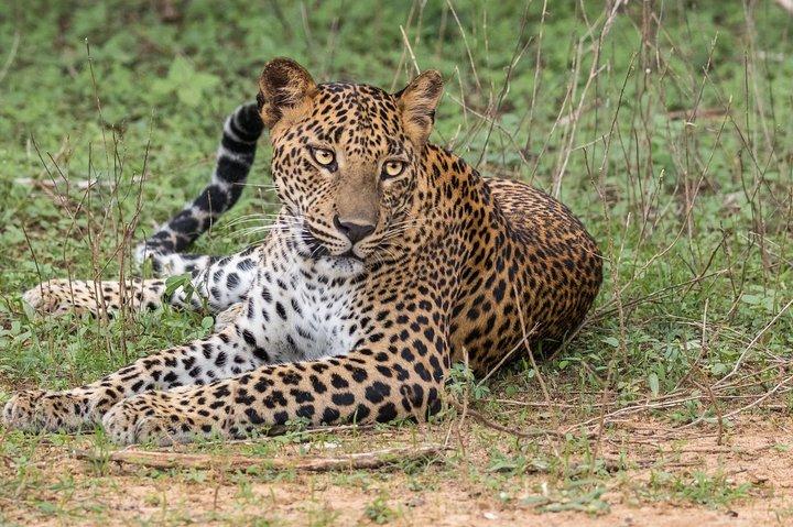 Safari privado do Parque Nacional de Wilpattu (tudo incluído) de Negombo