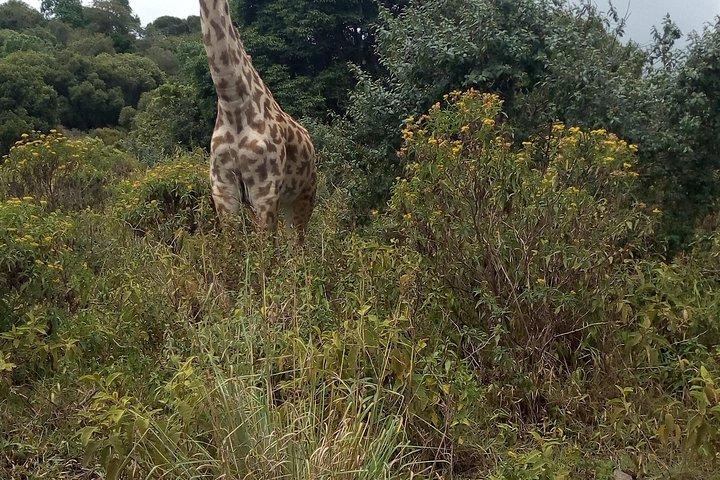 Dagtur til Arusha nationalpark