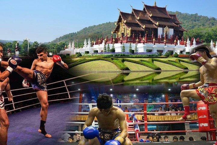 Chiang Mai Muay Thai Boxing Live al Thapae Stadium