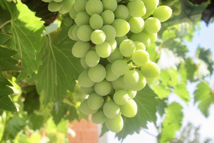 Hoteller i nærheden af Amador County Wine Tasting Tours