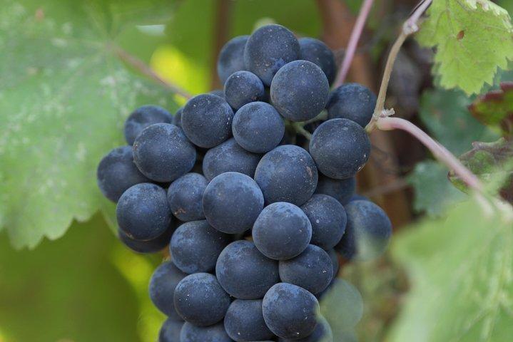Tour de cata de vinos de 10 horas por el valle de Napa