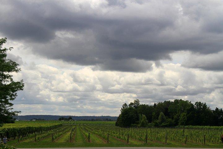 Tour de cata de vinos de 10 horas por el valle de Napa