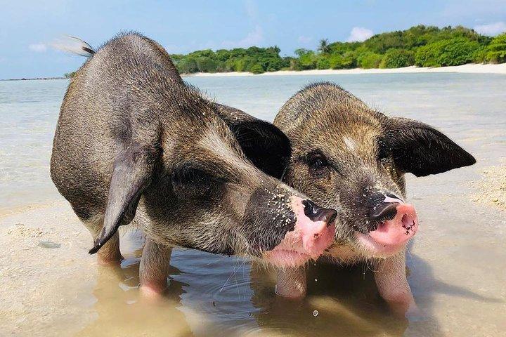Pig Island Experience By Speed Boat, Snorkeling, Kayaking Relaxing on the Beach
