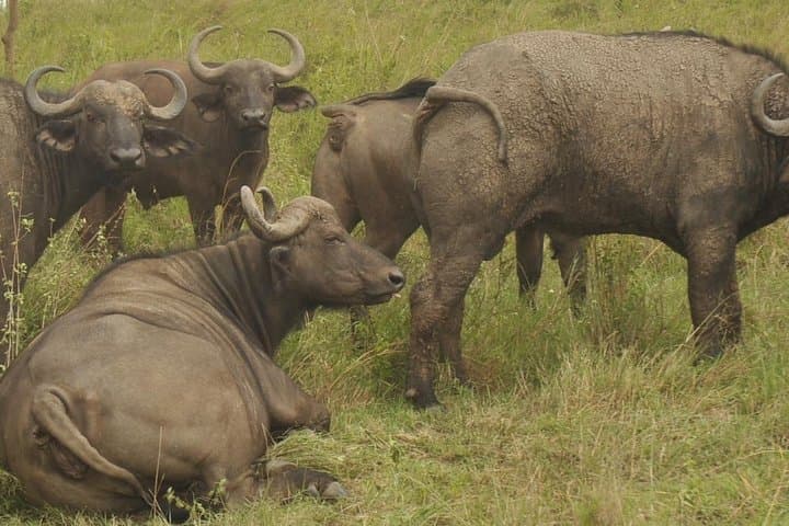 Lake Nakuru National Park Day Trip and Lake Naivasha Boat Ride