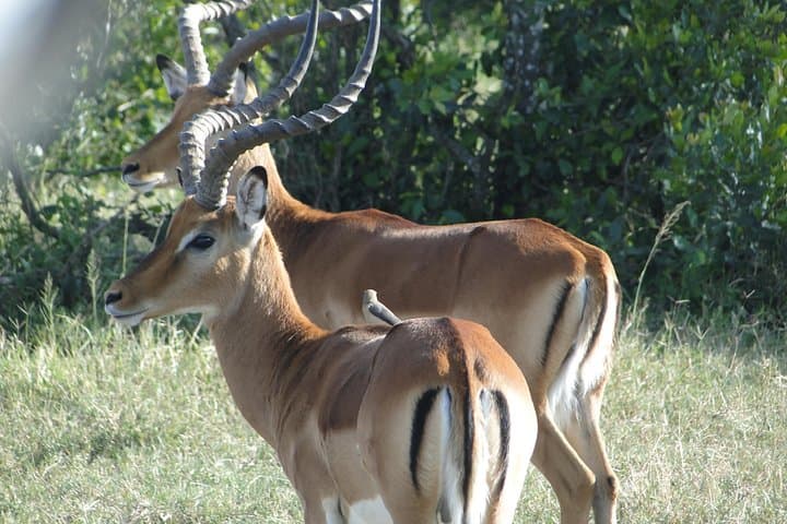 Lake Nakuru National Park Day Trip and Lake Naivasha Boat Ride