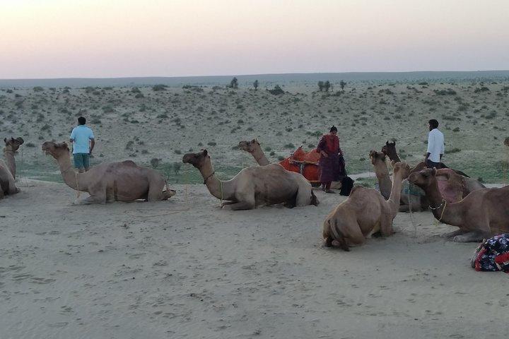 Kamelsafari