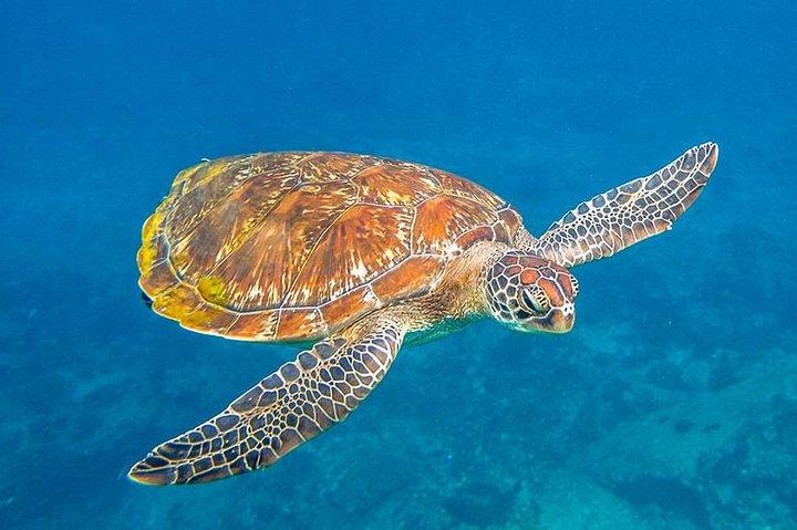 Similan Islands One Day Tour From Phuket Include Lunch & Pickup Transfer