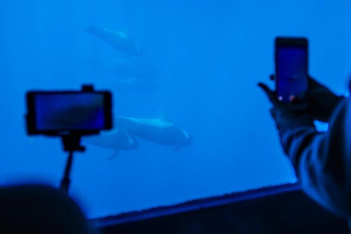 イルカとクジラウォッチングロスギガンテスマスカランチ＆スイム