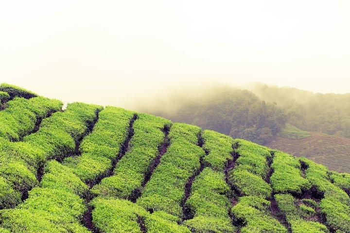 Chauffeur: Cameron Highlands nach Singapore Car Transfer