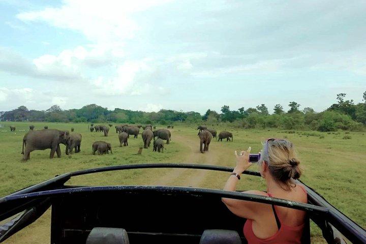 Private Udawalawe Safari mit Picknick und Hotelabholung