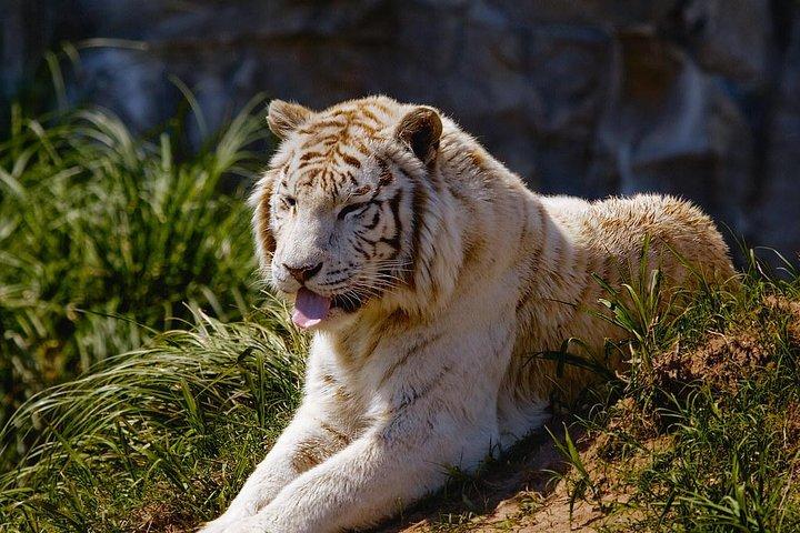 Excursão ao Bioparque Temaiken com Transfer Incluído