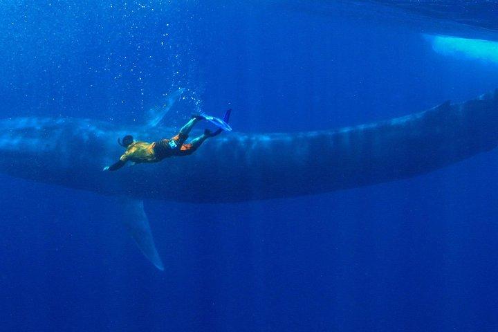 Snorkelen met walvissen in Mirissa