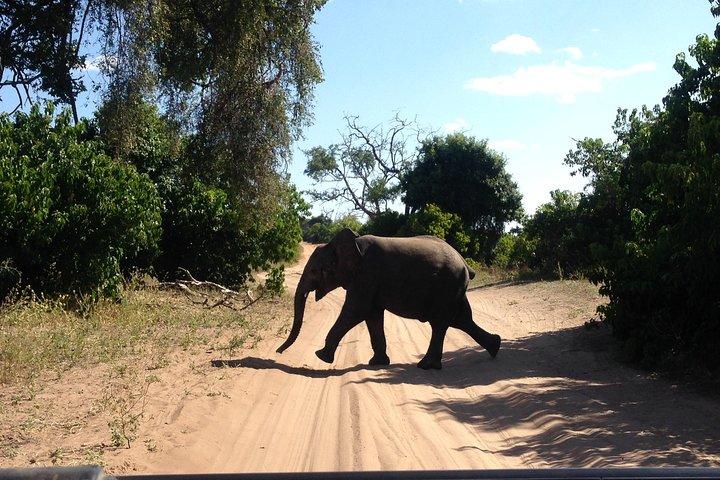 Chobe Full Day Trip