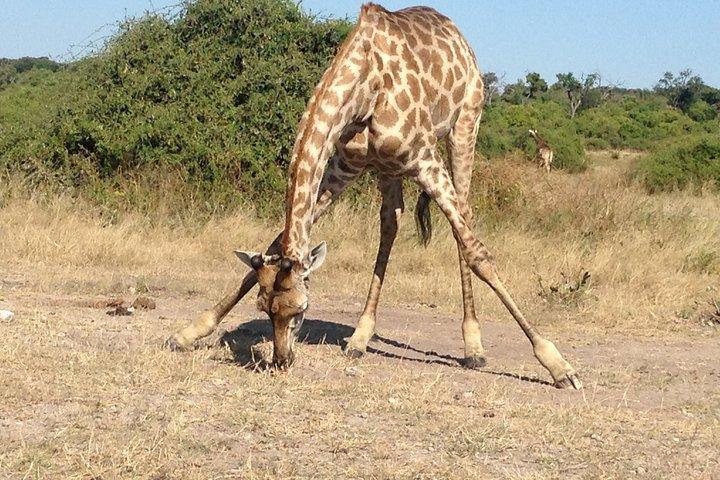Chobe Full Day Trip