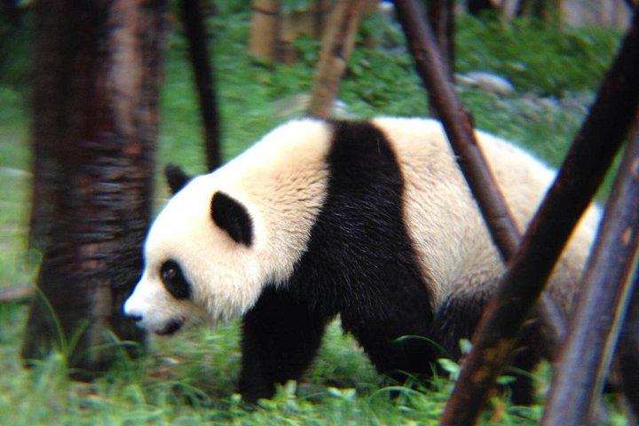パンダセンターと金沙博物館への1日ツアー