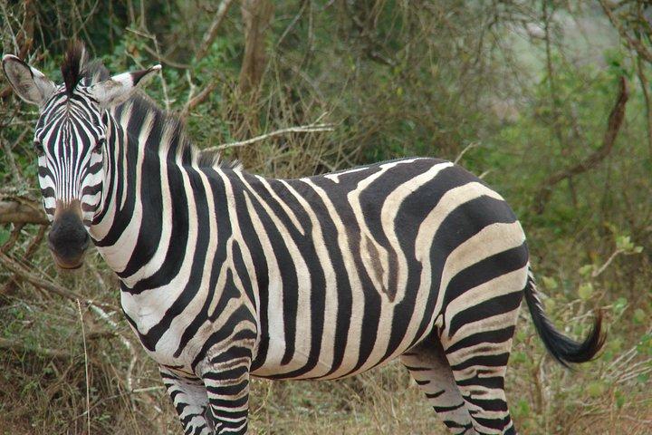 4 dias em Maasai Mara Safari, 1 noite em Nairobi e 2 noites em Maasai Mara