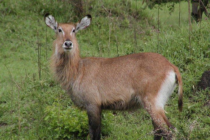 4日間マサイマラサファリ、1泊ナイロビと2泊マサイマラ