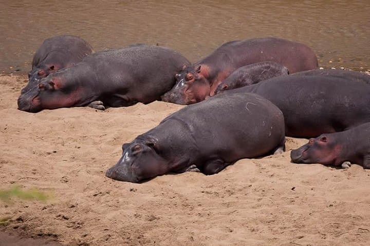 6 Days Masai Mara Wildebeest Migration Safari Holiday