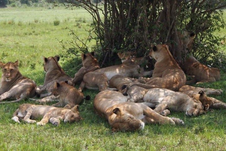 6 Days Masai Mara Wildebeest Migration Safari Holiday