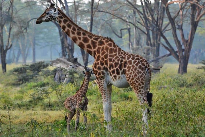 6 Days Masai Mara Wildebeest Migration Safari Holiday