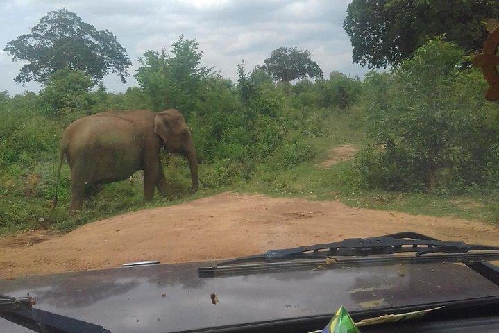 5 dages privat turné Sri Lanka