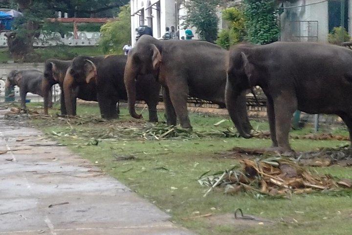 5 dages privat turné Sri Lanka