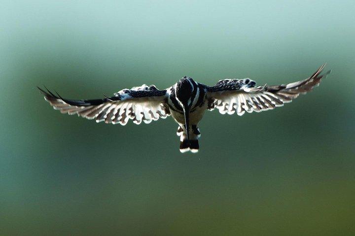13 jours de safari ornithologique au Kenya