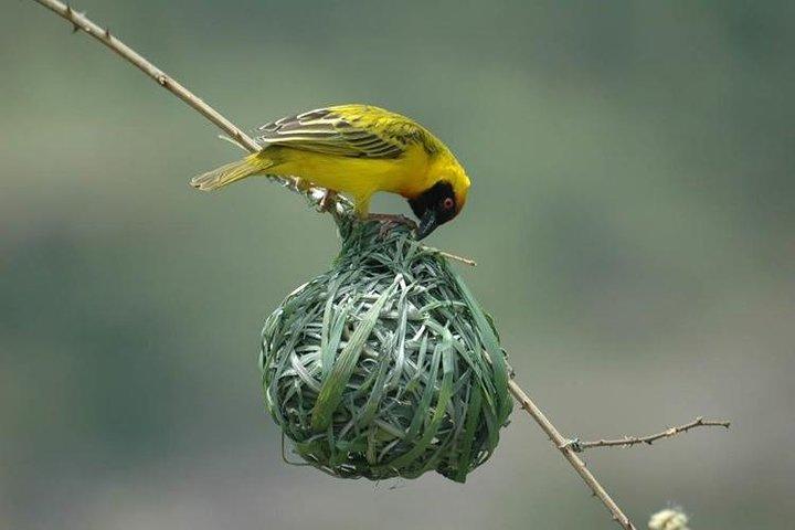 13 Tage Kenia Vogelbeobachtungssafari