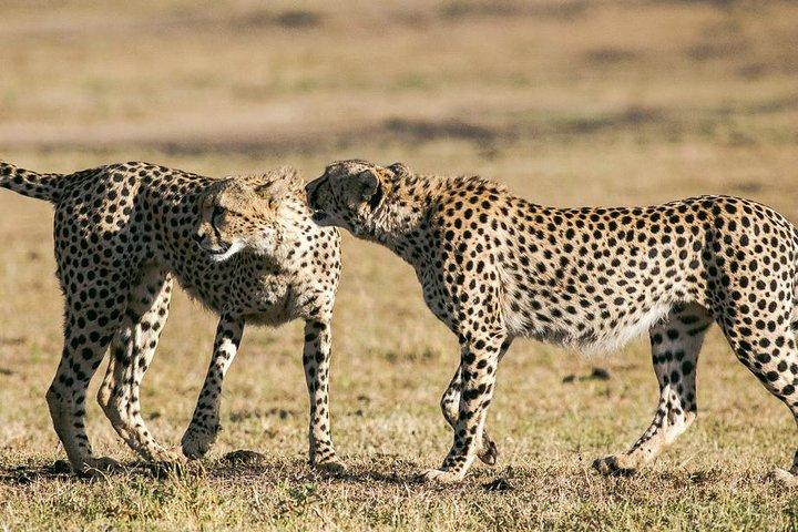 Pacchetti Safari Safari di 3 giorni Masai Mara
