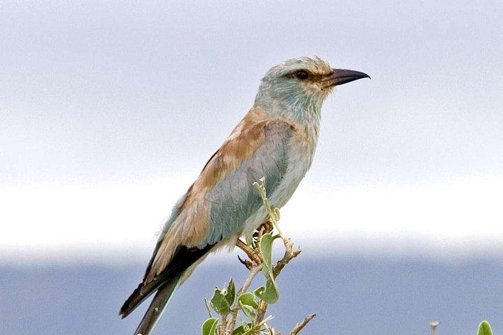 11 días de safari de observación de aves en Kenia