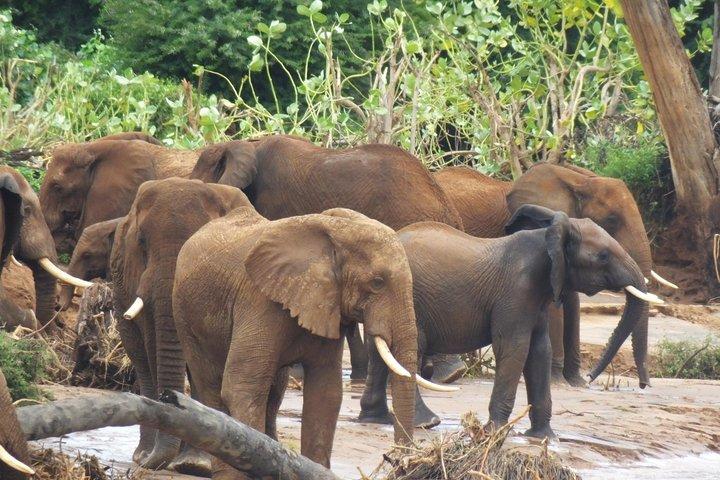 3 Days Samburu Safari