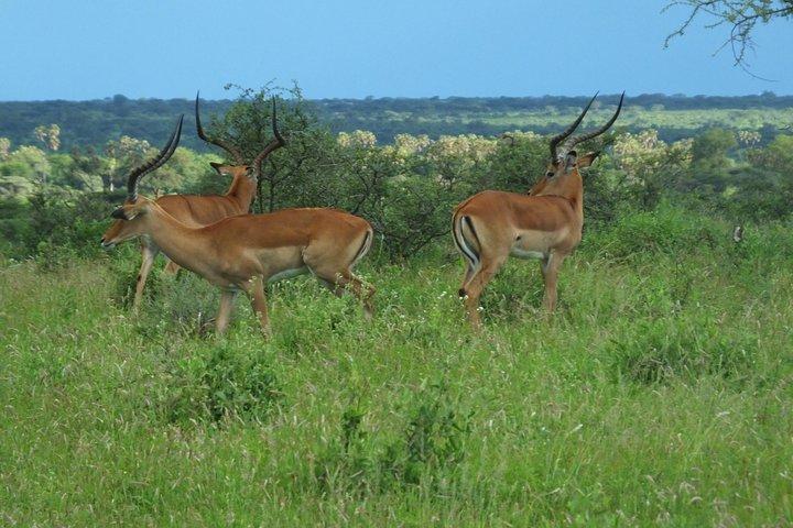 3 Days Samburu Safari