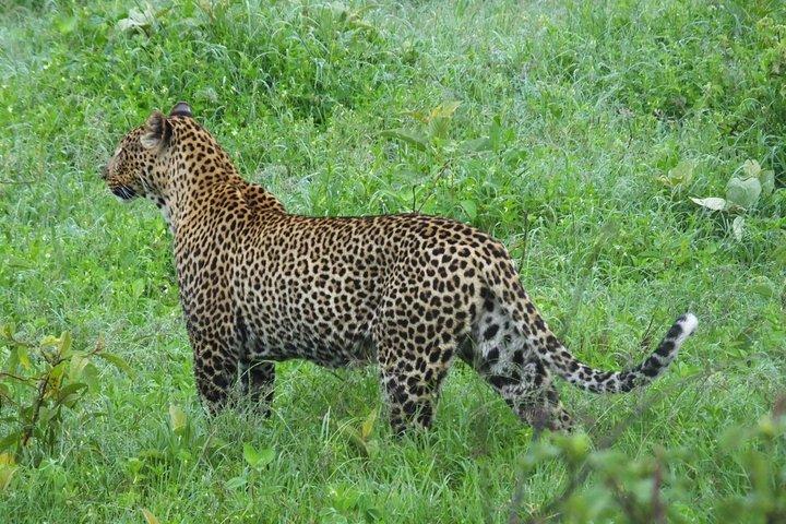 3 Days Samburu Safari