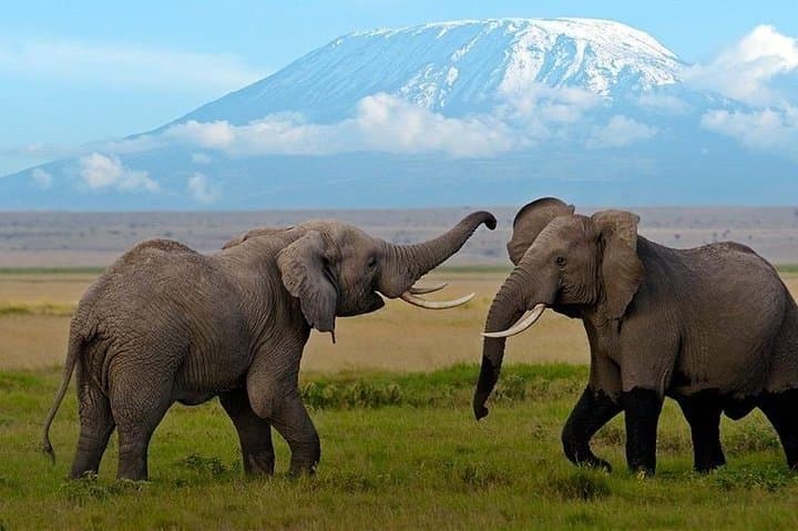 8 Days Kenya Wildlife Tour Safari