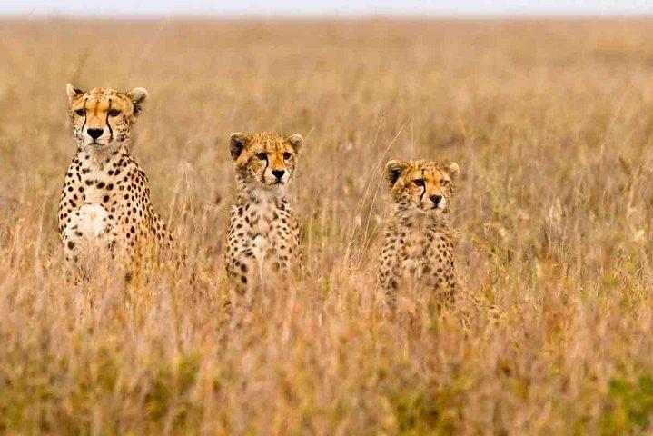 Pacchetti Safari Safari di 3 giorni Masai Mara