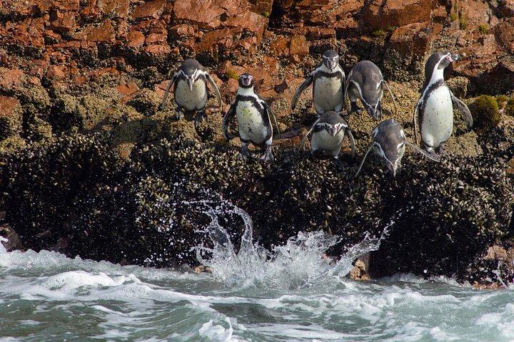 Paracas - Ica Full Day (Private tour)
