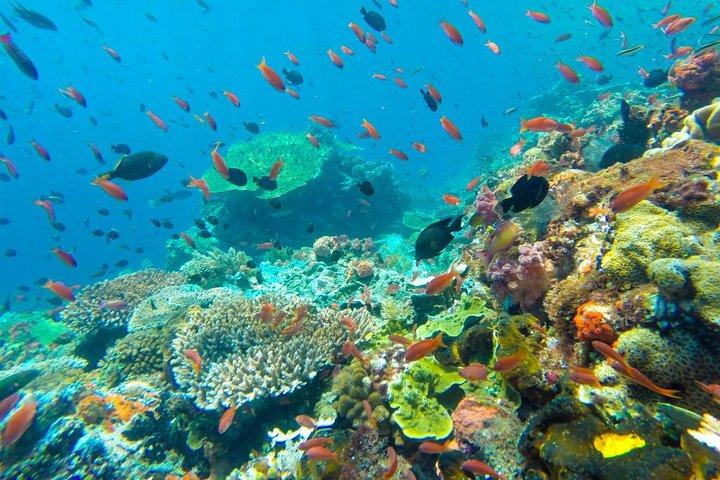 サムイ島発高速船で行くタオ島とナンユアン島日帰り旅行