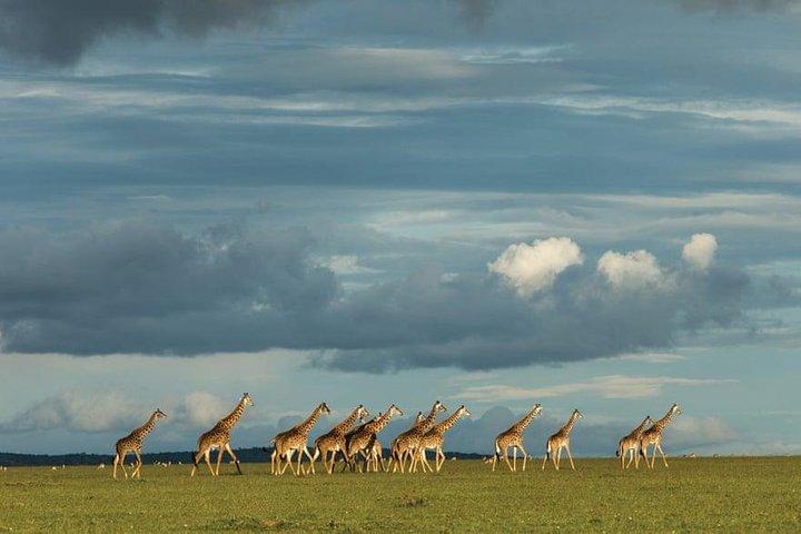 6 giorni Kenya Safari Masai Mara, Lago Nakuru e Lago Baringo / Bogoria.