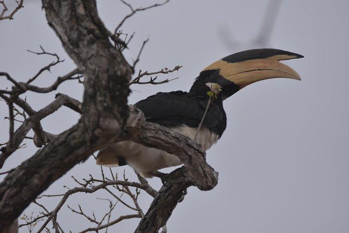Majestueuze beestsafari, het oudste Elephant Park-Udawalawe National Park van Sri Lanka