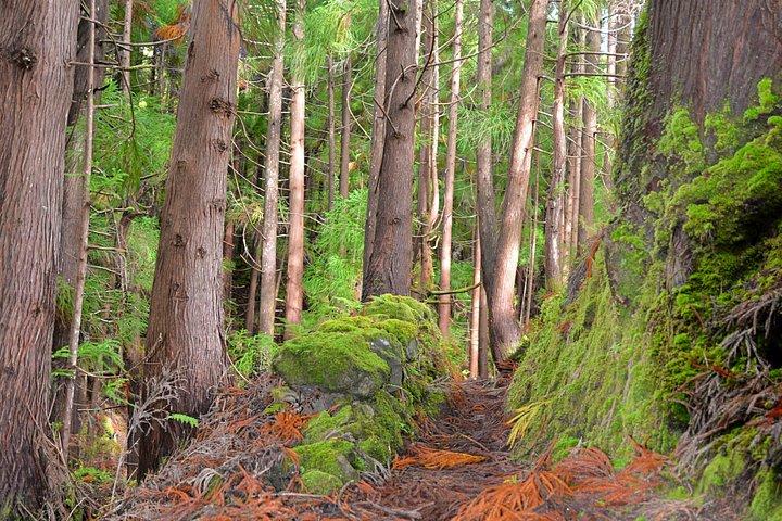 Rocha do Chambre Trail: Half Day Tour