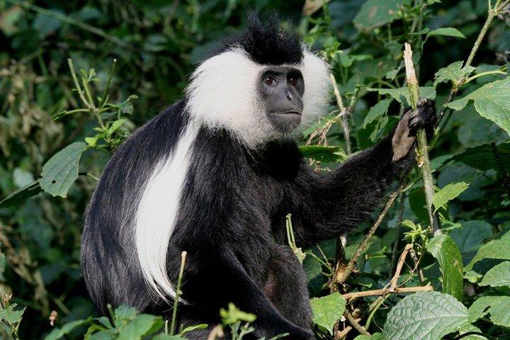 3 dages Nyungwe Naturskov tur i Rwanda
