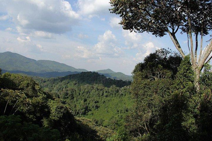 3 dages Nyungwe Naturskov tur i Rwanda