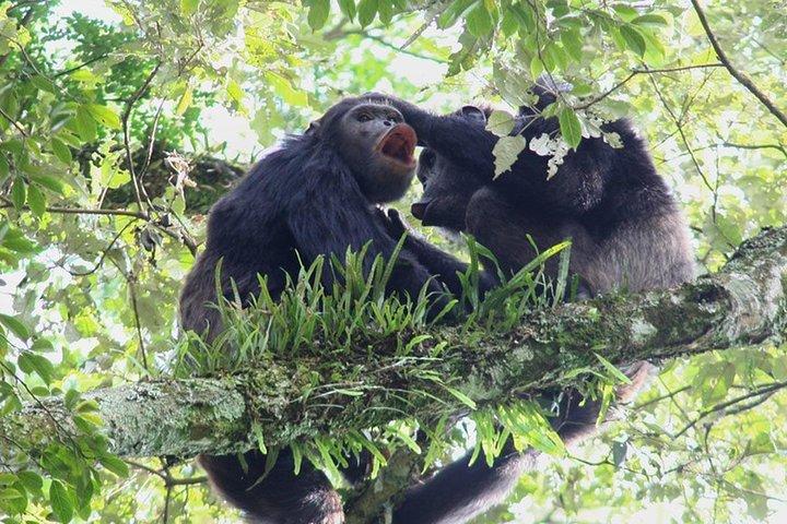 3 dages Nyungwe Naturskov tur i Rwanda