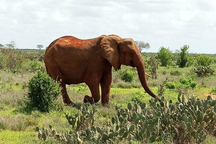 1 Tag Tsavo East Safari von der Küste Kenias (Kosten basieren auf mindestens 2 Personen)