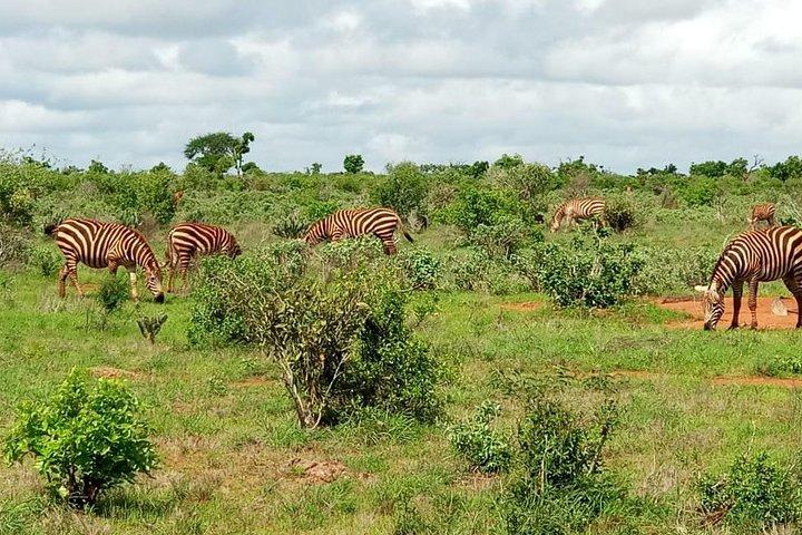 Safari de 1 dia em Tsavo East da costa do Quênia (custo baseado no mínimo de 2 pessoas)