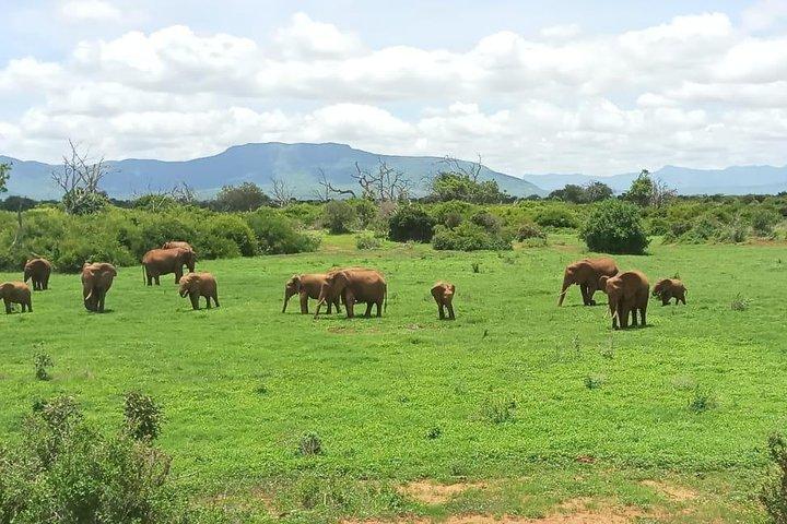 Safari de 1 dia em Tsavo East da costa do Quênia (custo baseado no mínimo de 2 pessoas)