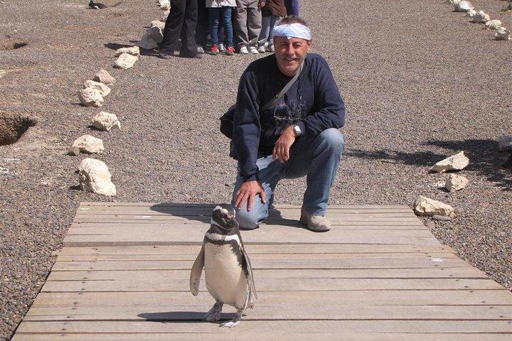 Heldags Punta Tombo - Walking Among Penguins Experience - Madryn