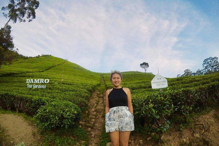 Voyageur solo avec randonneurs de vacances au Sri Lanka (tour)