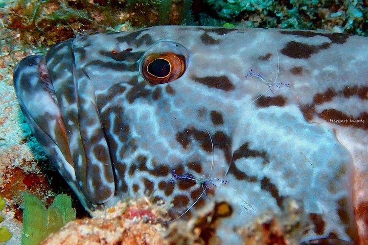 One Tank Dive