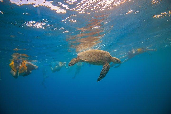 Waikiki, Havaí: Excursão Turtle Canyon